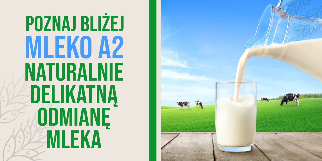 Mleko A2 – co to jest, jakie ma właściwości i komu służy? Pełny przewodnik po mleku A2 i produktach A2